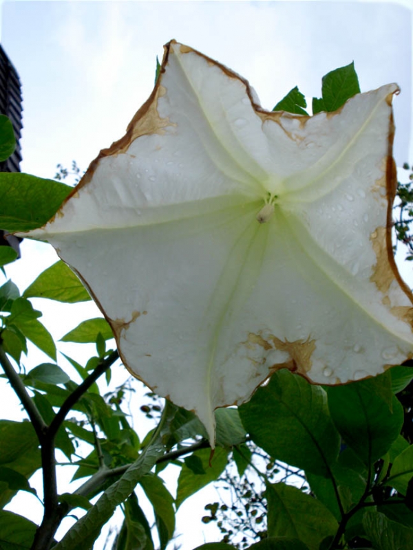 Moresca Flower